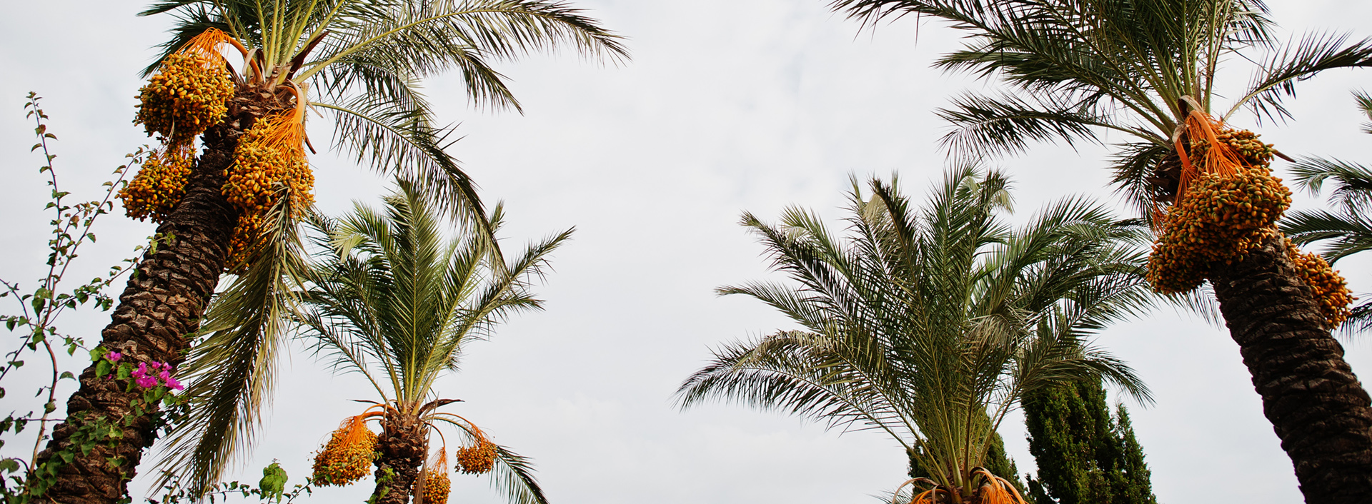 banner-slider
